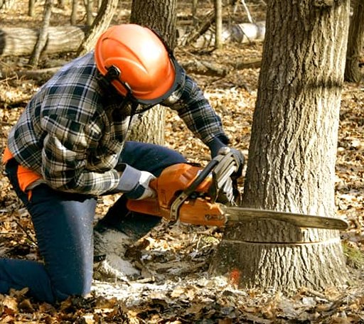 Tree Removal in Crucible, PA